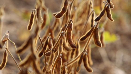 GERMANY-AGRICULTURE-ORGANIC-SOYBEANS