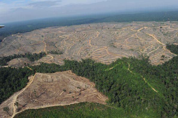 Risultati immagini per deforestazione prima e dopo