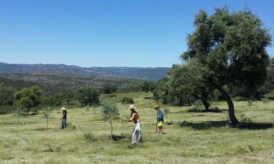Facendo-wwoofing-in-Andalusia